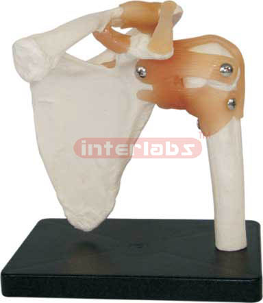 Shoulder Joint